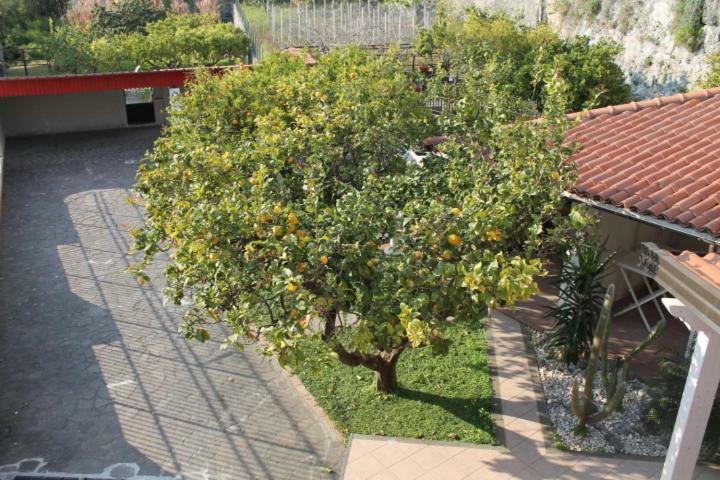 דירות סקליאה The Lemon Tree House מראה חיצוני תמונה