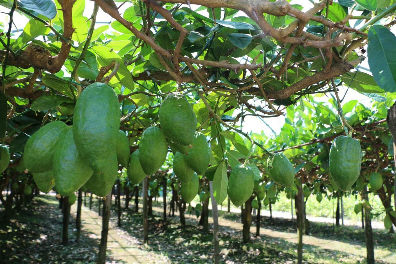 דירות סקליאה The Lemon Tree House מראה חיצוני תמונה